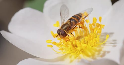 Hoverflies, flower flies or syrphid flies, insect family Syrphidae