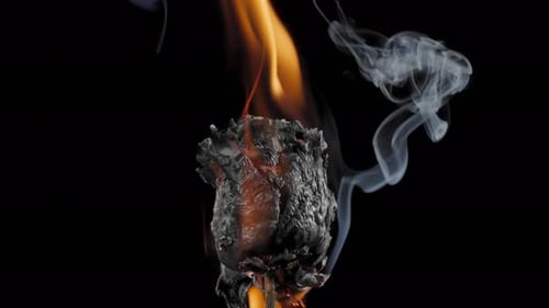 Rose on Fire With Smoke on Black Background