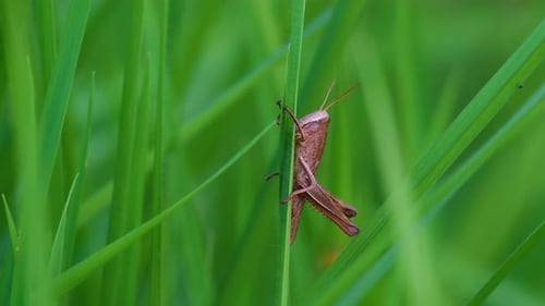 Up close brown grasshopper insect green tall grass field. suborder Caelifera