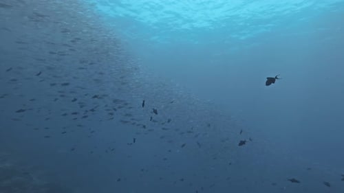 a big school of fish swimming near the surface.