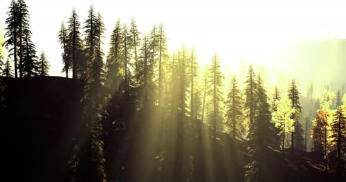Bright Sun Rays Filtering Through Tall Trees in a Serene Forest Landscape
