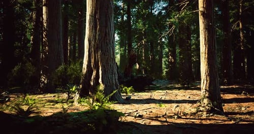Sunlight Filters Through Ancient Trees in a Serene Forest Landscape