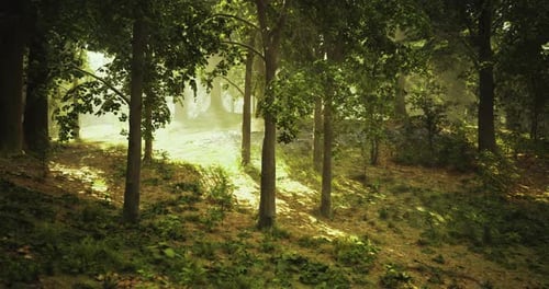 Sunlight Filtering Through Trees in a Tranquil Forest Setting