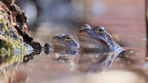 Brown frog (Rana temporaria) close-up in a pond.