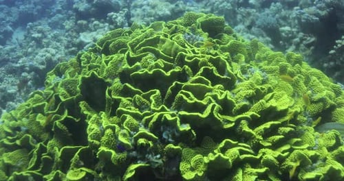 Lettuce Leaf Coral in The Reef of Red Sea surrounded by Anthias Fish