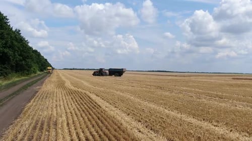 Tractor with Cargo Cart is Driving Through the Harvested Part of the Wheat Field