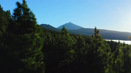 Teide Volcano Against the Backdrop of a Green Dense Pine Forest