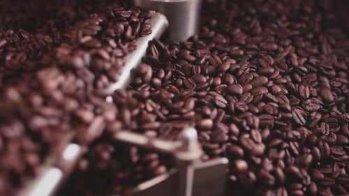 Roasted Coffee Beans Being Moved in Machine