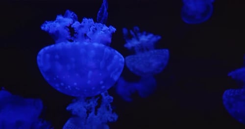 A glowing blue jellyfish with delicate tendrils floats gracefully in the dark ocean.