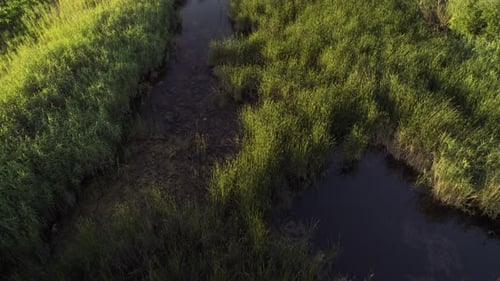 Aerial view of a marsh with rich vegetation, summer at sunset. Passing over the marsh, cinematic vie