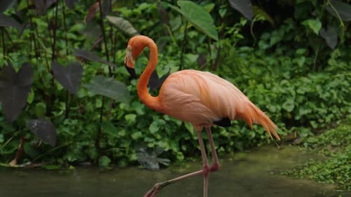 Flamants roses d'Amérique (Phoenicopterus ruber ruber) marchant dans un étang