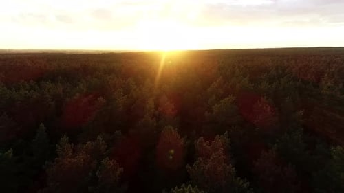 Aerial Flying Over Trees Forest at Sunrise Wide . Cinematic Birds View