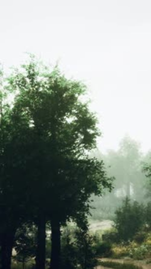 A Foggy Dirt Road Surrounded By Trees