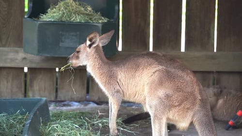 Des espèces animales indigènes d'Australie, un kangourou grignotant de l'herbe sèche et du foin, un autre participe à la fête