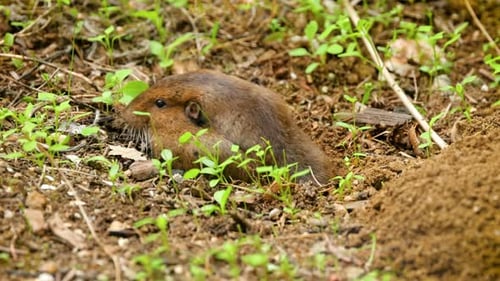 Gopher saindo do buraco para comer.
