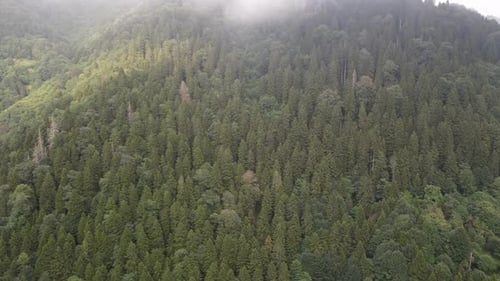 Drone view of coniferous green pine forest, images of green woodland, Turkey, Trabzon