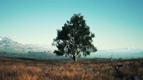 Landscape with a Hill and a Single Tree at Sunrise with Warm Light