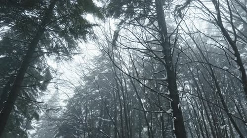 Misty forest with tall trees and bare branches on a cold winter day