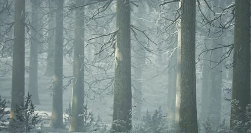Mystical Winter Forest Enveloped in Soft Snow and Gentle Light at Dawn