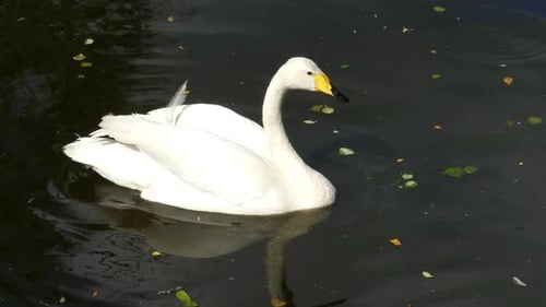 whooper swan on lake