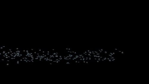 Flying Flock of Birds Animated Overlay Loop