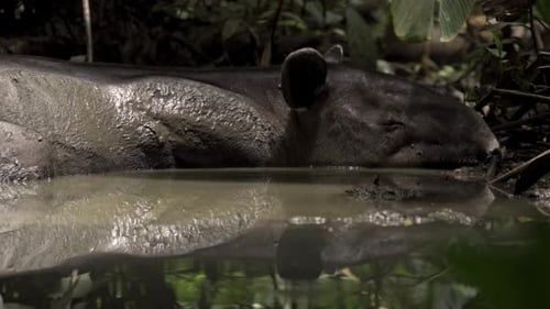 Wächter des Waldes: Bairds Tapir in Corcovado