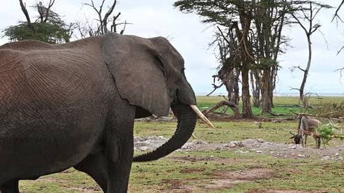 Elephant Grazing in Grassy Plains With Wildebeest