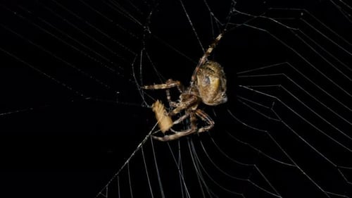 Spider Catches and Eat Butterfly in Spiderweb at Night