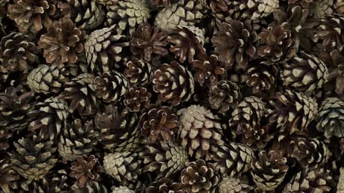 Pile of Brown Pine Cones Close Up Still Shot