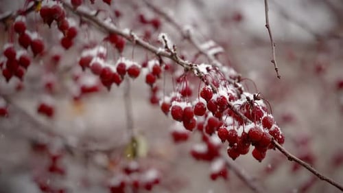 La neige tombe sur les baies rouges accrochées à une branche d'arbre en hiver. - gros plan