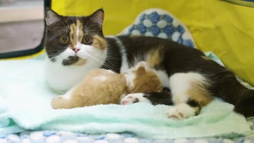 4K Domestic pet cat relaxing with owner family at home.