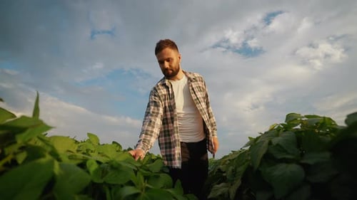 Farmer Inspecting Soybean Crop Growth in Agricultural Field