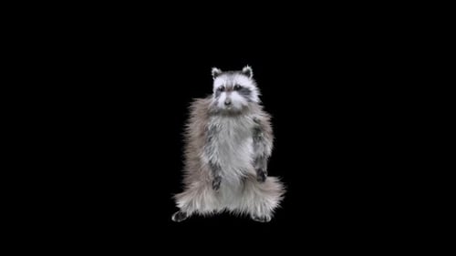 3D Animated Raccoon Dancing Funny Loop