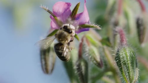 Bee Pollinating Purple Flower in Close Up Footage