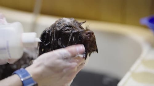 Brown Dog Getting a Bath Indoors