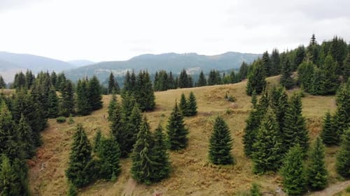 Lush Evergreen Forest on Rolling Hills, Aerial View