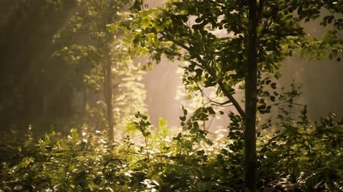 La lumière du soleil filtre à travers les arbres dans un cadre forestier serein à l'aube