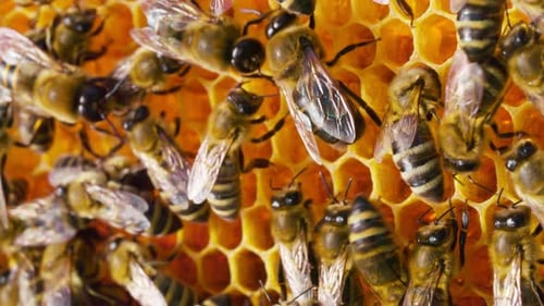 Extreme Closeup Macro Video of Honeycombs with Colony of Bees Organic Delicious Natural Honey Made