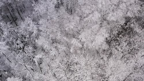 Top down shot of an eerie frozen cold winter forest setting. Hoar frost on trees. 4k