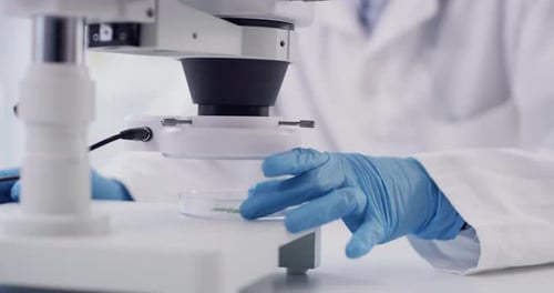 Person hands, lab scientist and microscope with sample for investigation