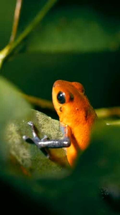 Grenouille venimeuse à la fraise assise sur une feuille verticale
