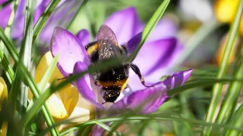 A busy bee walks over a purple crocus and cleans as it continues to look for flowers with pollen. Sl