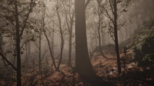 Enchanted Autumn Forest in Fog in the Morning