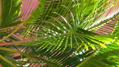 palm trees on terracotta background