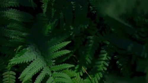 Green fern background. A wild plant grown in a forest area. green fern bush long shot. Wildlife