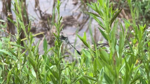 Linda libélula com asas delicadas empoleirada em uma planta,