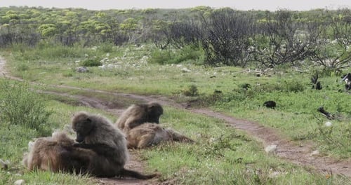 Chacma baboons in Southern Africa