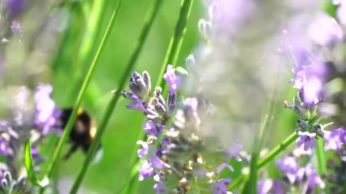 Bumblebee Pollinating Lavender Flowers in Summer Sunlight