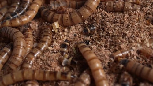 Zophobas Morio, Superwurm 54