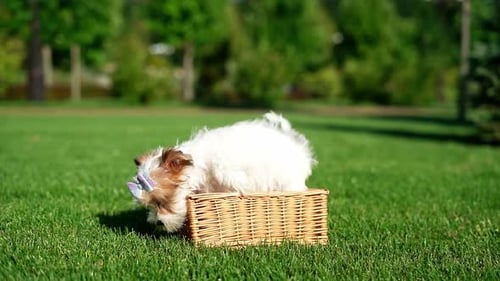 Yorkshire Terrier Puppy Sitting in a wicker basket on Green Grass. Fluffy, cute dog